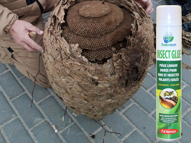 SLIDER-EMPRESA---INSECTGLUE.jpg